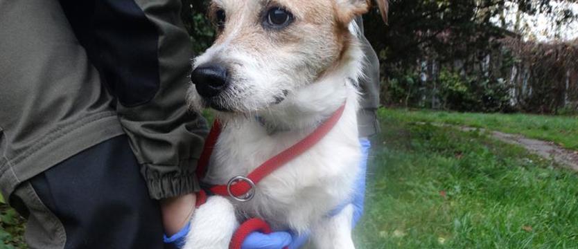 Weź mnie KURIEREM do domu. Dragon dla rodziny